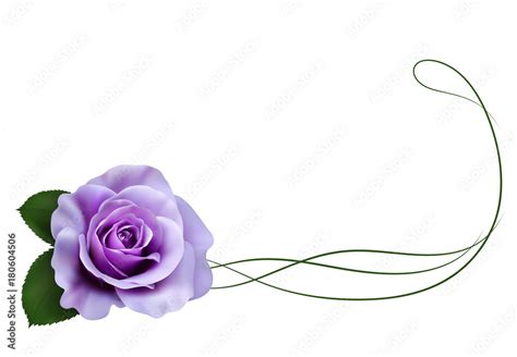 Realistic Purple Rose Border Stock Vector Adobe Stock