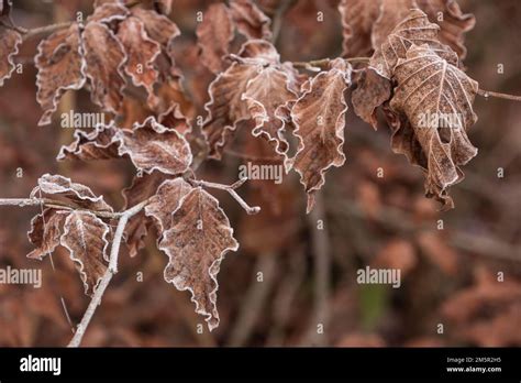 Beautiful Close Up Landscape Image Of Frozen Foliage Covered In