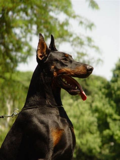 2006 Junior World Winner Pierce Patrick Od Telepa Kimbertal Kennels