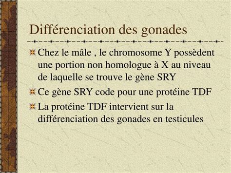 Ppt Sch Ma Fonctionnel La Diff Renciation De Lappareil G Nital