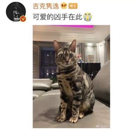 玫斯科普丨被猫抓伤了，怎么办？ 知乎