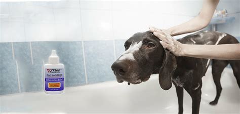 Best Dog Ear Cleaner [2023] Top Ear Wash Solution for Pets [Review]