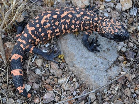 Gila Monster Heloderma Suspectum Gila Monsters Live Wi Flickr