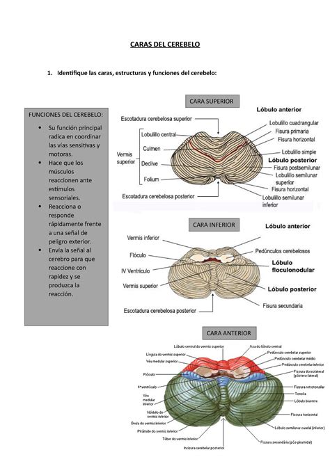 Caras Del Cerebelo Caras Del Cerebelo Identifique Las Caras