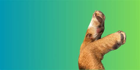 Do Pitbulls Have Webbed Feet? – SPARK PAWS