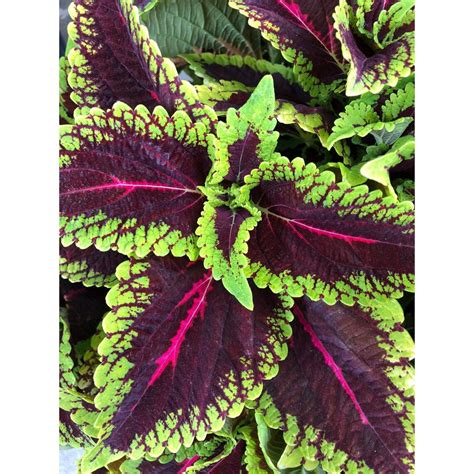 Coleus Alligator Alley Main Street Series x5 o x1 Live Plant Etsy España