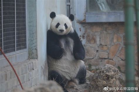 大熊猫萌兰成功“越狱”，饲养员幽默回应：防火防盗防萌兰