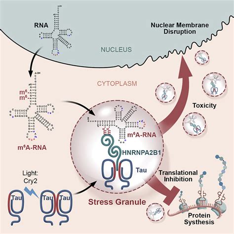 Interaction Of Tau With HNRNPA2B1 And N6 Methyladenosine RNA Mediates