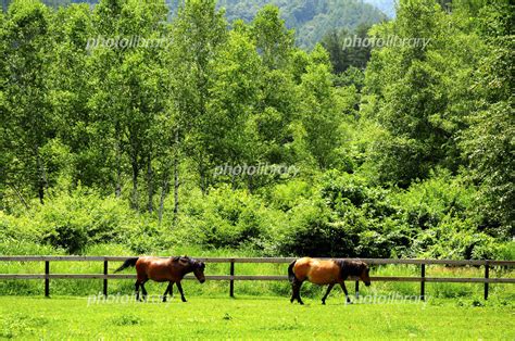 牧場の木曽馬 写真素材 940052 フォトライブラリー Photolibrary