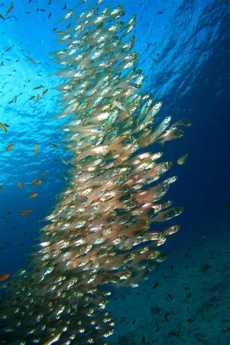 Shoal of Fish stock photo. Image of egypt, dahab, glassfish - 16945428