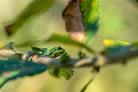 Herbstlich Forum für Naturfotografen