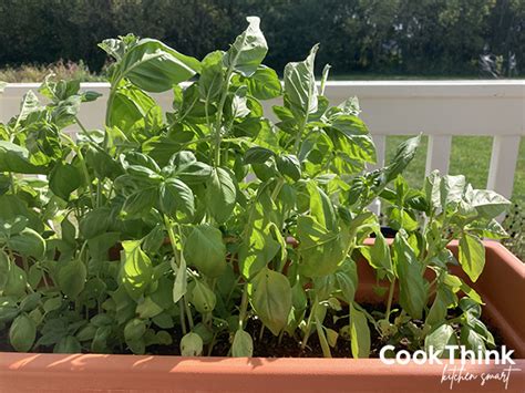 1 Cup Fresh Basil Equals How Much Dried Cookthink