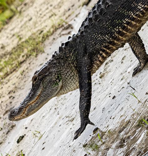 The Alligator walk : r/wildlifephotography