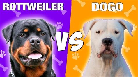 Dogo Argentino Vs Rottweiler