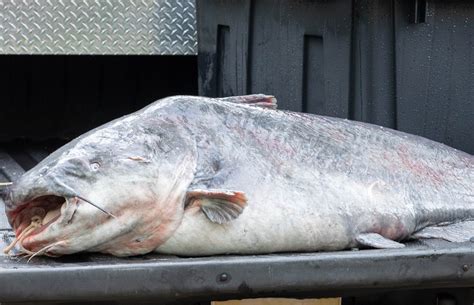 Monster Mississippi Catfish Caught With Rod And Reel Smashes State