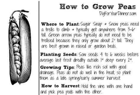 Planting Guide - Starting Peas from Seed - Dig for Your Dinner