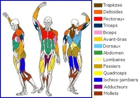 Comment Faire De La Musculation La Maison Corps Muscl Muscles