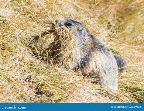 Marmot In The Grossglockner The Highest Mountains In Austria Stock