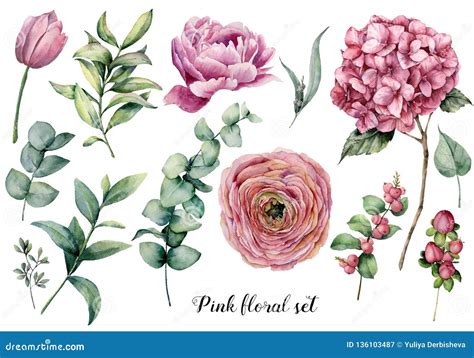 Hand Painted Floral Elements Watercolor Botanical Illustration With