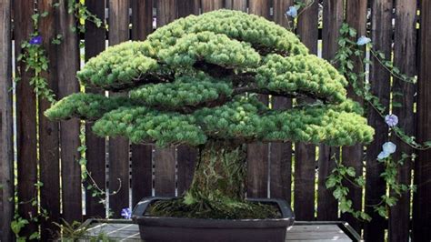 Tertarik pada Bonsai? Yuk Kenali 7 Jenis Pohon Bonsai yang Umum Diperjualbelikan di Pasaran ...