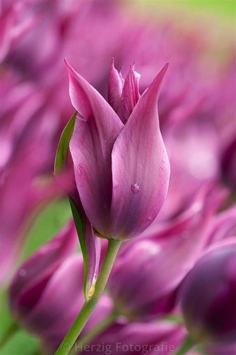 Photo Tulipa Maytime Tulpe Tulpen By Tina Horst Herzig Photography