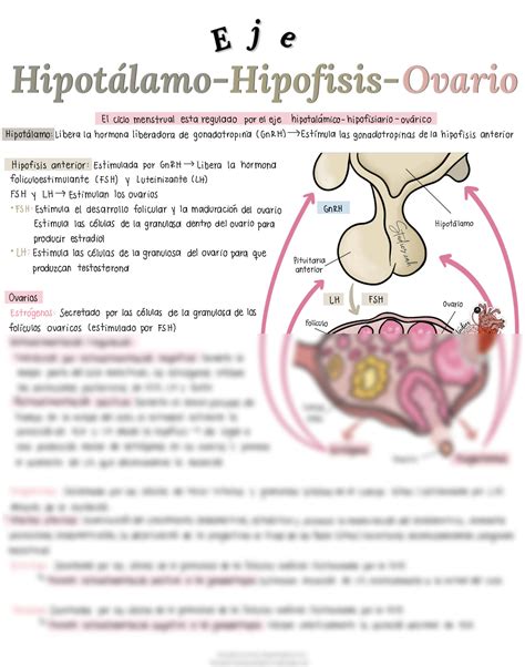 SOLUTION Eje hipotálamo Studypool