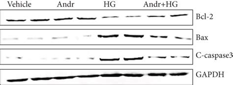 Andr Attenuates Hg Induced Inflammation And Apoptosis In Huvecs Huvecs