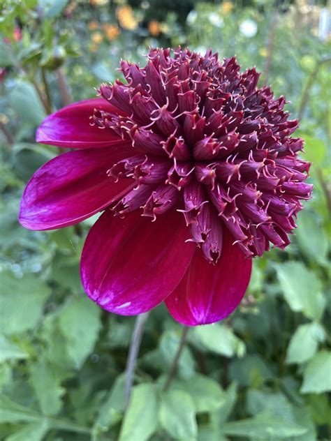 Rock Star Soaring Heart Dahlias