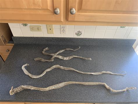beautiful black rat snake sheds found in basement ceiling (one fully in