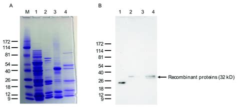 Sds Page And Western Blot Analysis Of The Bacterially Expressed