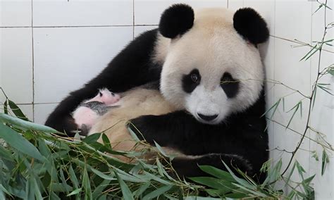 Q&A: Researcher investigates how panda cubs communicate with their mother