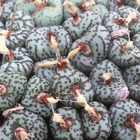 Conophytum Obcordellum BM 7923 1436 4 Mesa Garden