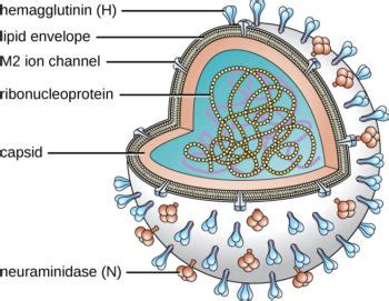 Viral Infections Of The Respiratory System Microbiology