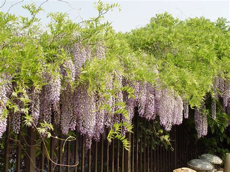 When Do Japanese Wisteria Bloom at Evie Rounsevell blog