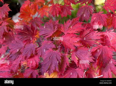 L Rable Japonais Acer Japonicum Aconitifolium Acer Japonicum