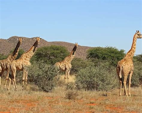 South African giraffe - Facts, Diet, Habitat & Pictures on Animalia.bio