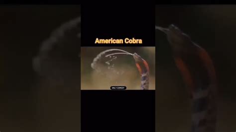 Indian Cobra Comedy Comedyvideo Rost Shortvideo Viral