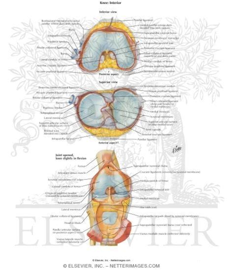 Interior Of Right Knee Joint Inferior Superior And Anterior Knee