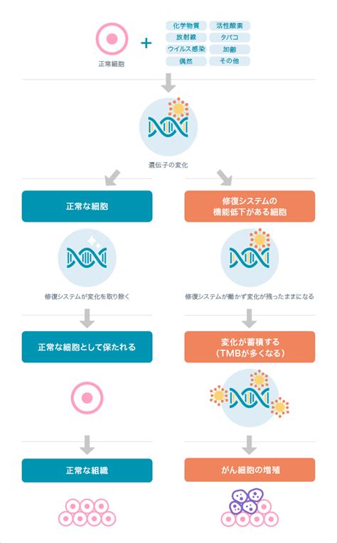 遺伝子変異量（tmb）とは｜代表的な遺伝子の変化｜おしえて がんゲノム医療｜中外製薬