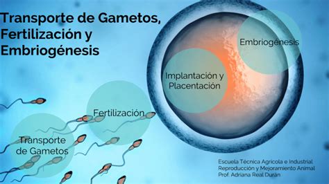 Fertilizaci N Y Transporte De Gametos By Adriana Real On Prezi