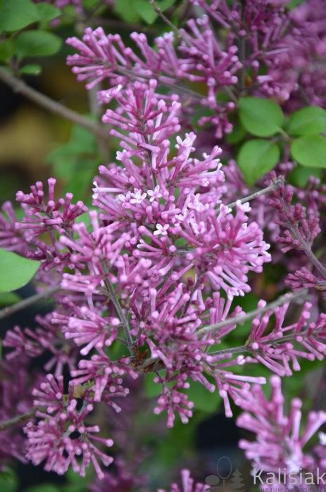 Syringa Bloomerang Dark Purple Smsjbp Lilak