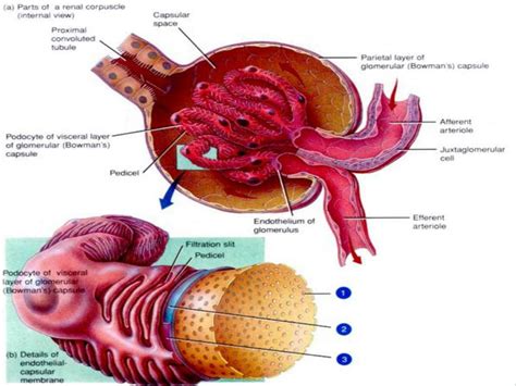 SOLUTION Urinary Tract System Introduction Pathologies Studypool