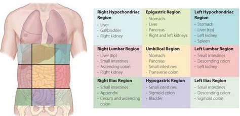 Abdominal Regions Basic Anatomy And Physiology Human Anatomy And