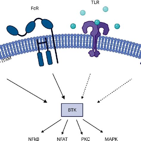 Pdf Brutons Tyrosine Kinase Inhibitors In Multiple Sclerosis