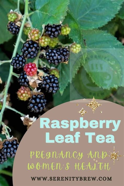 Raspberry Leaf Tea Pregnancy And Women S Health Serenity Brew