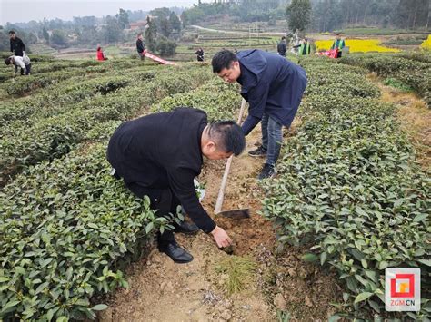 荣县观山镇：植树节里种油茶 乡村振兴添新绿 Isenlin Cn