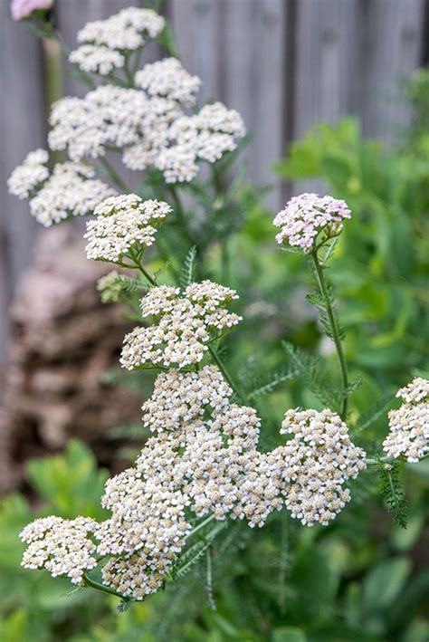 How To Grow And Care For Common Yarrow Yarrow Plant Trees To Plant