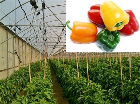 Greenhouse Capsicum Cultivation Project Report | Agri Farming