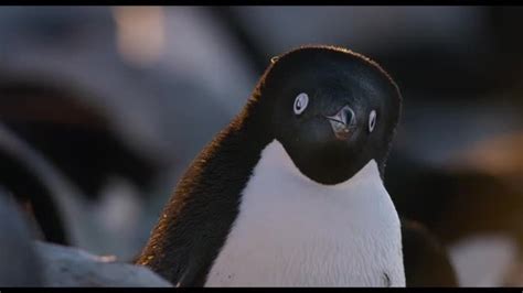 Penguins | Disneynature