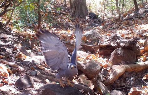 Costa Rica Birdwatching: Meet the Gray Hawk